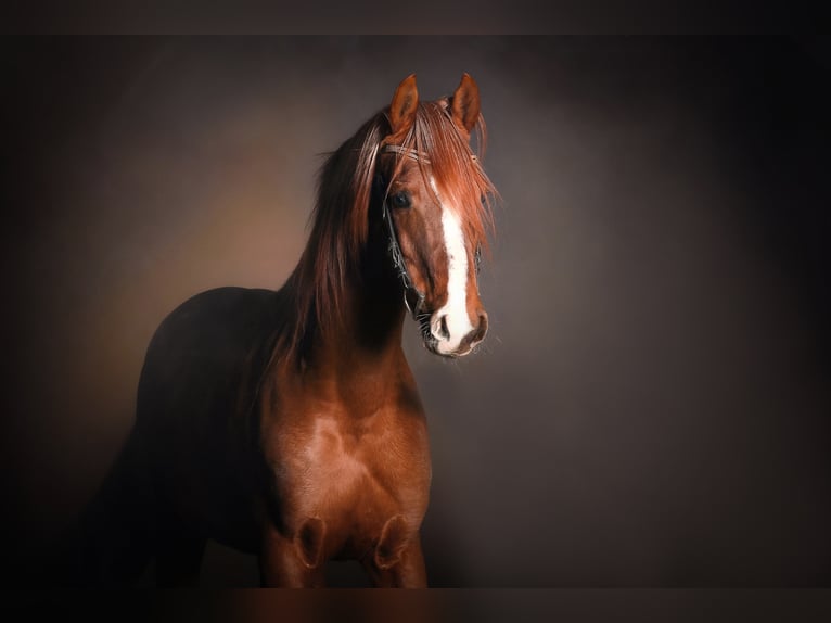 PC AMAL Arabian horses Stallion Chestnut-Red in Visselhövede