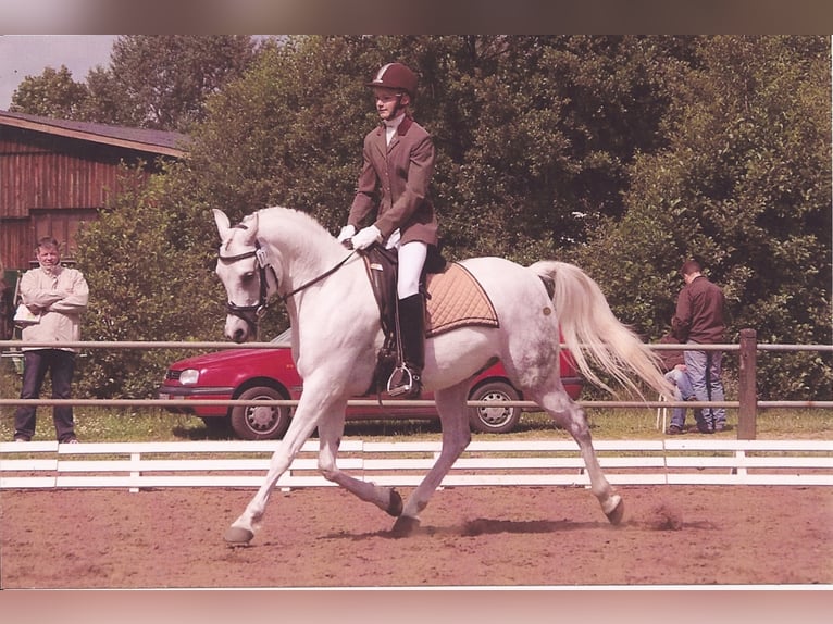 PECHATON Arabian horses Stallion Gray in Bad Oldesloe