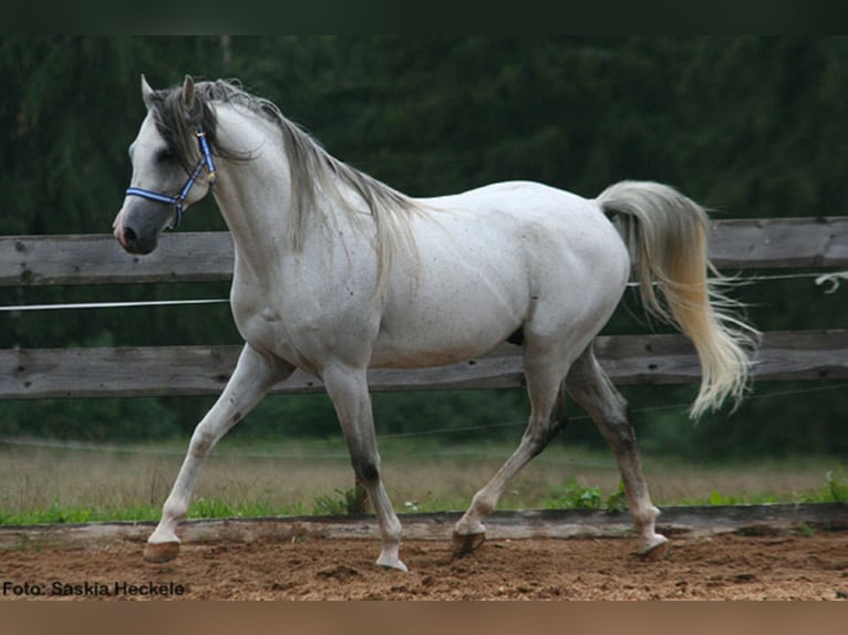 PEGE STAR Arabian horses Stallion Gray-Fleabitten in Buchheim