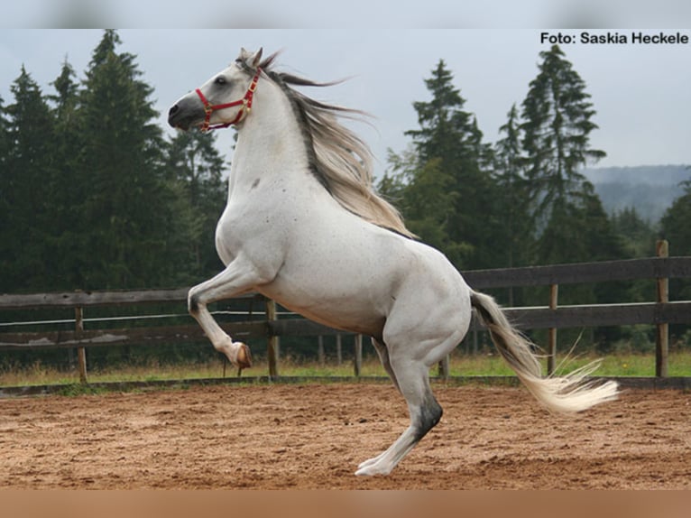 PEGE STAR Arabian horses Stallion Grey-Fleabitten in Buchheim