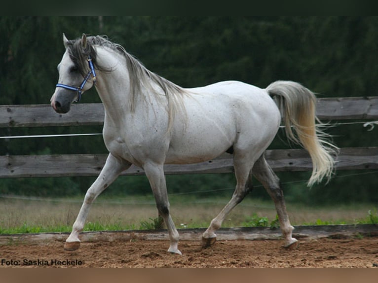 PEGE STAR Arabian horses Stallion Grey-Fleabitten in Buchheim
