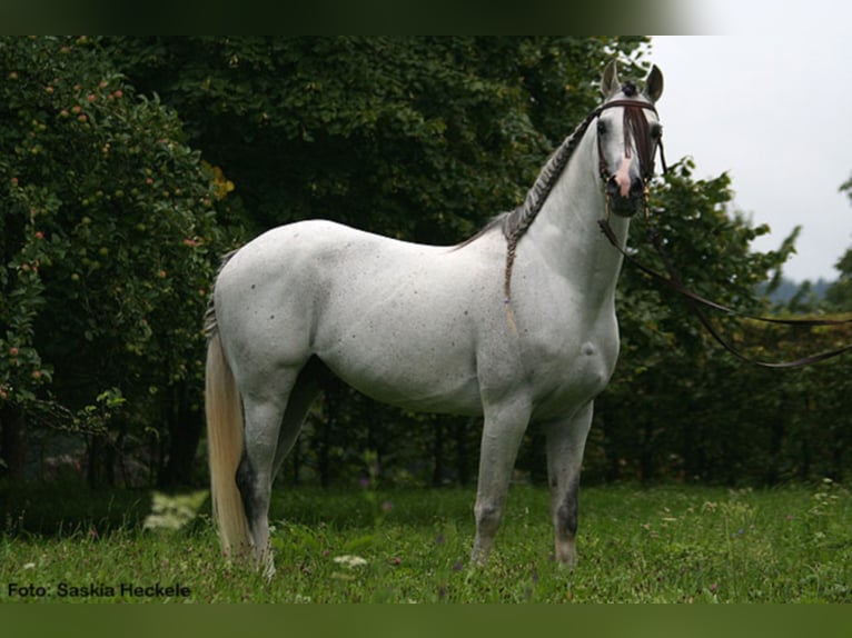 PEGE STAR Koń czystej krwi arabskiej Ogier Siwa w hreczce in Buchheim