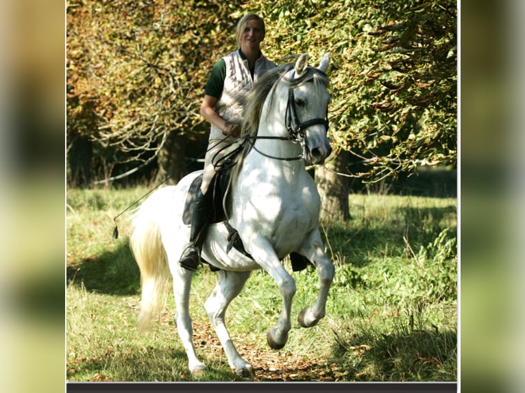 PEGE STAR Purosangue arabo Stallone Grigio trotinato in Buchheim