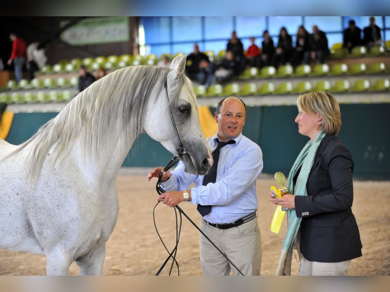 PEGE STAR Purosangue arabo Stallone Grigio trotinato in Buchheim