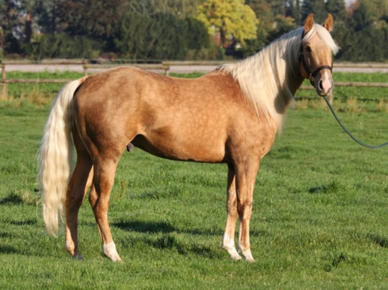 PEPPY POCOLENA KING American Quarter Horse Hengst Palomino in Düsseldorf