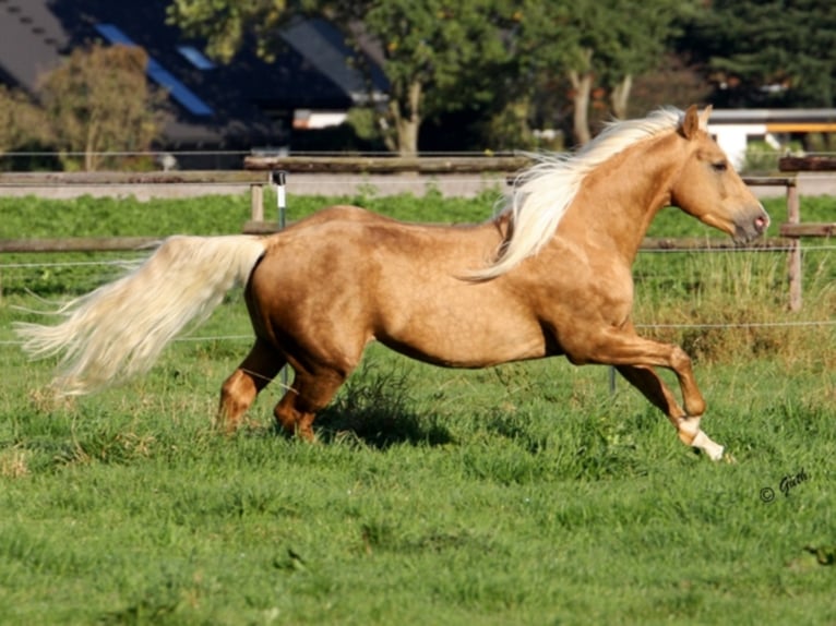 PEPPY POCOLENA KING American Quarter Horse Stallion Palomino in Düsseldorf