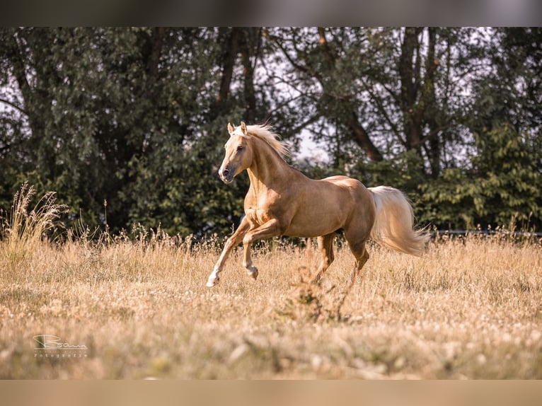 PEPPY POCOLENA KING American Quarter Horse Stallone Palomino in Düsseldorf