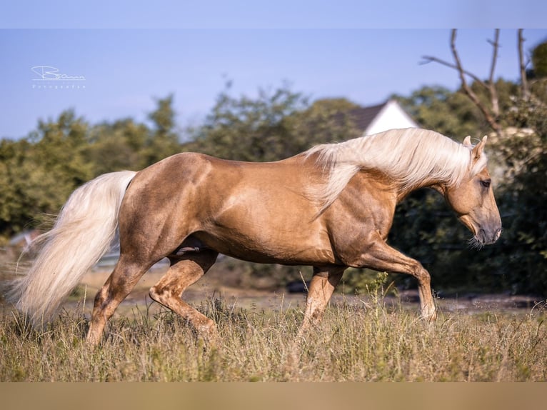 PEPPY POCOLENA KING American Quarter Horse Stallone Palomino in Düsseldorf