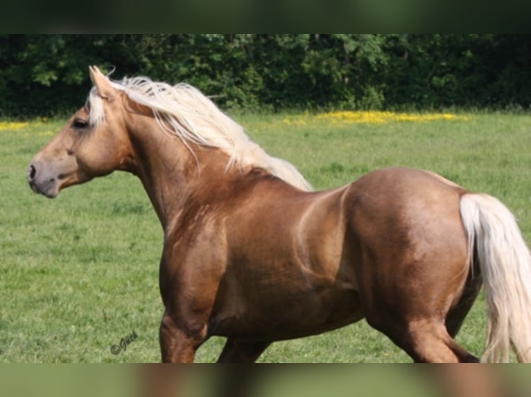 PEPPY POCOLENA KING American Quarter Horse Stallone Palomino in Düsseldorf