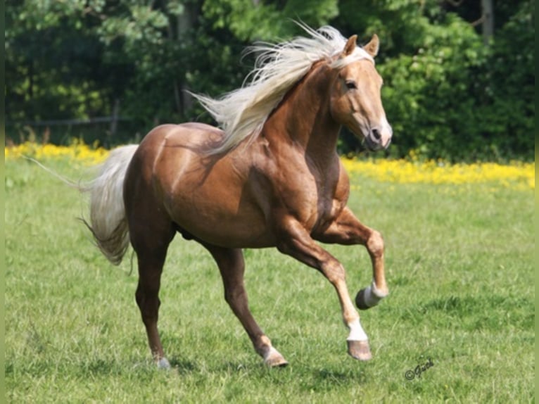 PEPPY POCOLENA KING American Quarter Horse Stallone Palomino in Düsseldorf