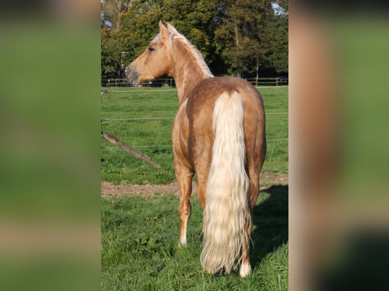 PEPPY POCOLENA KING American Quarter Horse Stallone Palomino in Düsseldorf