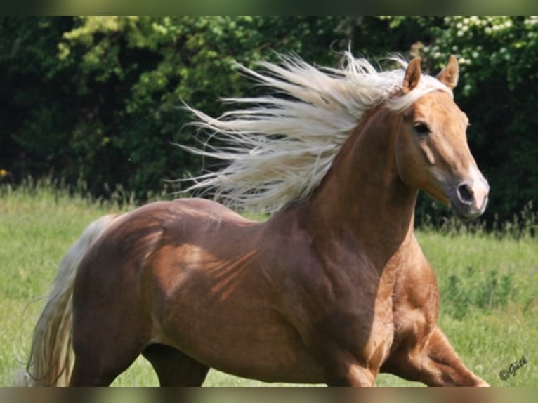 PEPPY POCOLENA KING American Quarter Horse Stallone Palomino in Düsseldorf