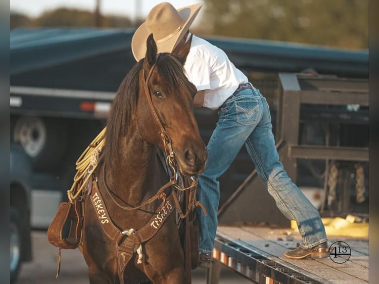 Percherón Caballo castrado 10 años 157 cm Castaño rojizo in Casa Grande AZ