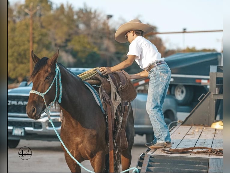 Percherón Caballo castrado 10 años 157 cm Castaño rojizo in Casa Grande AZ