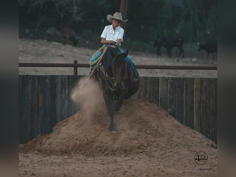 Percherón Caballo castrado 10 años 157 cm Castaño rojizo in Casa Grande AZ