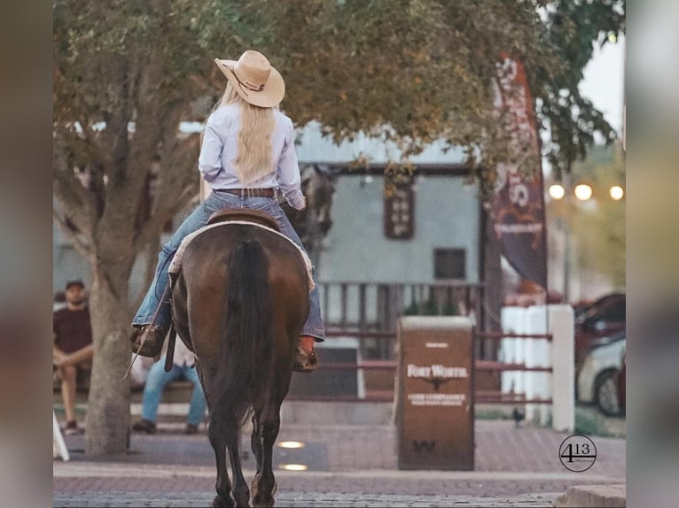 Percherón Caballo castrado 10 años 157 cm Castaño rojizo in Casa Grande AZ