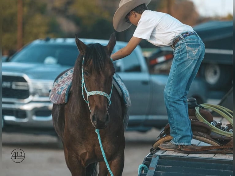 Percherón Caballo castrado 10 años 157 cm Castaño rojizo in Casa Grande AZ