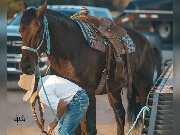 Percherón Caballo castrado 10 años 157 cm Castaño rojizo in Casa Grande AZ