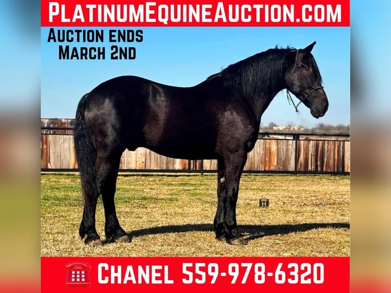 Percherón Caballo castrado 10 años 160 cm Negro in Jacksboro TX
