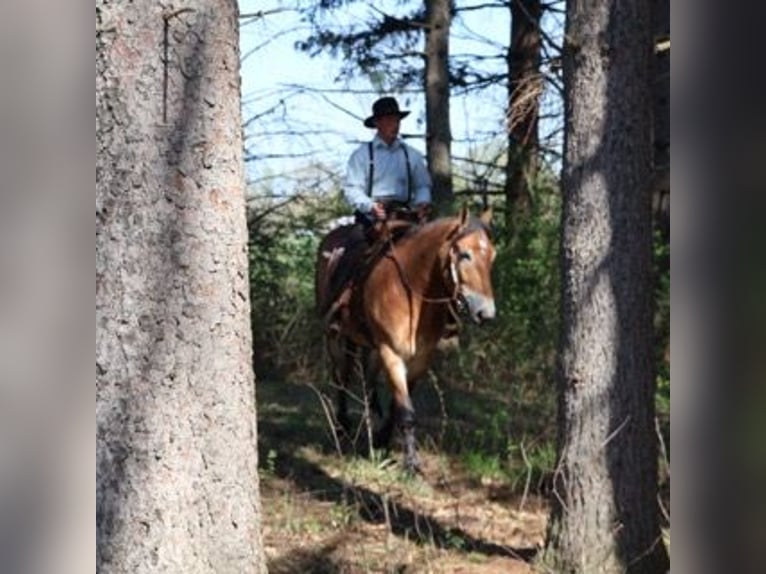 Percherón Mestizo Caballo castrado 10 años 163 cm Castaño rojizo in Howell