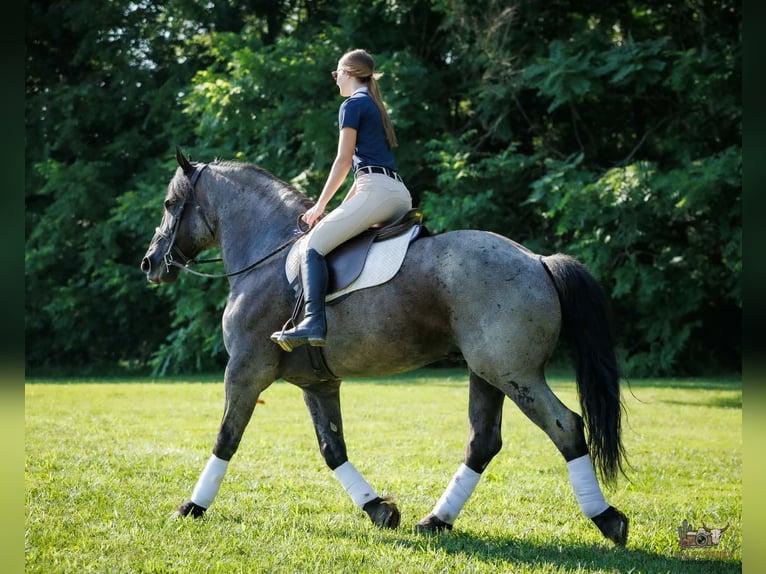 Percherón Mestizo Caballo castrado 10 años 163 cm Ruano azulado in Auburn