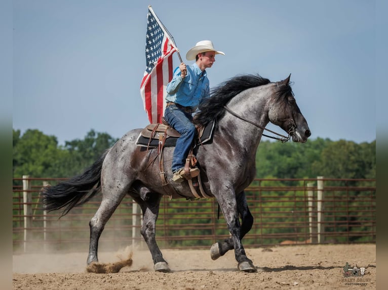 Percherón Mestizo Caballo castrado 10 años 163 cm Ruano azulado in Auburn