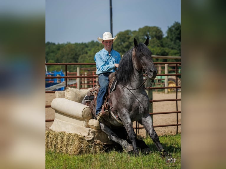 Percherón Mestizo Caballo castrado 10 años 163 cm Ruano azulado in Auburn