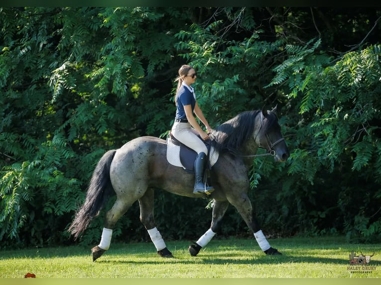 Percherón Mestizo Caballo castrado 10 años 163 cm Ruano azulado in Auburn
