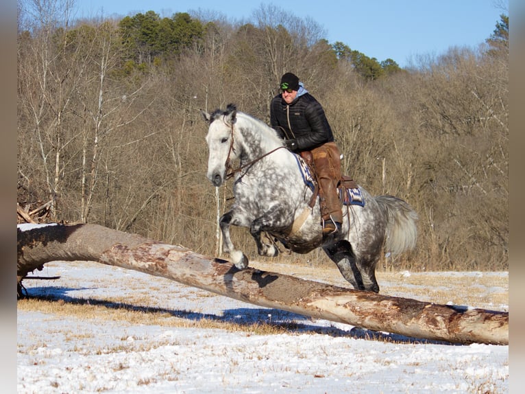 Percherón Caballo castrado 10 años 163 cm Tordo rodado in Mountain Grove MO