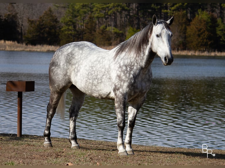 Percherón Caballo castrado 10 años 163 cm Tordo rodado in Mountain Grove MO