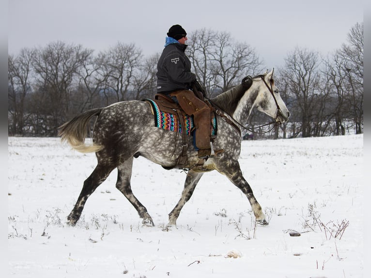 Percherón Caballo castrado 10 años 163 cm Tordo rodado in Mountain Grove MO