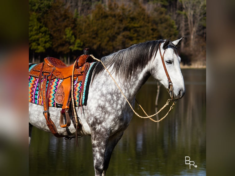 Percherón Caballo castrado 10 años 163 cm Tordo rodado in Mountain Grove MO