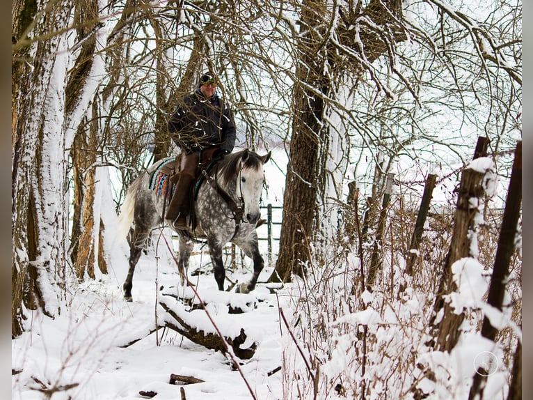 Percherón Caballo castrado 10 años 163 cm Tordo rodado in Mountain Grove MO