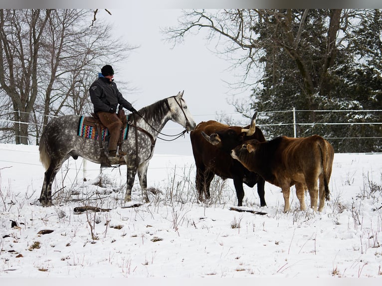 Percherón Caballo castrado 10 años 163 cm Tordo rodado in Mountain Grove MO