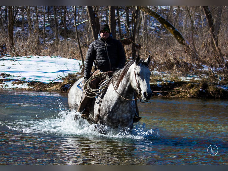 Percherón Caballo castrado 10 años 163 cm Tordo rodado in Mountain Grove MO