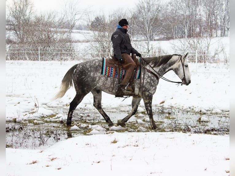 Percherón Caballo castrado 10 años 163 cm Tordo rodado in Mountain Grove MO