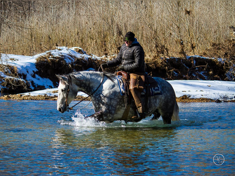 Percherón Caballo castrado 10 años 163 cm Tordo rodado in Mountain Grove MO