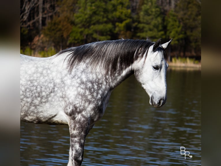 Percherón Caballo castrado 10 años 163 cm Tordo rodado in Mountain Grove MO