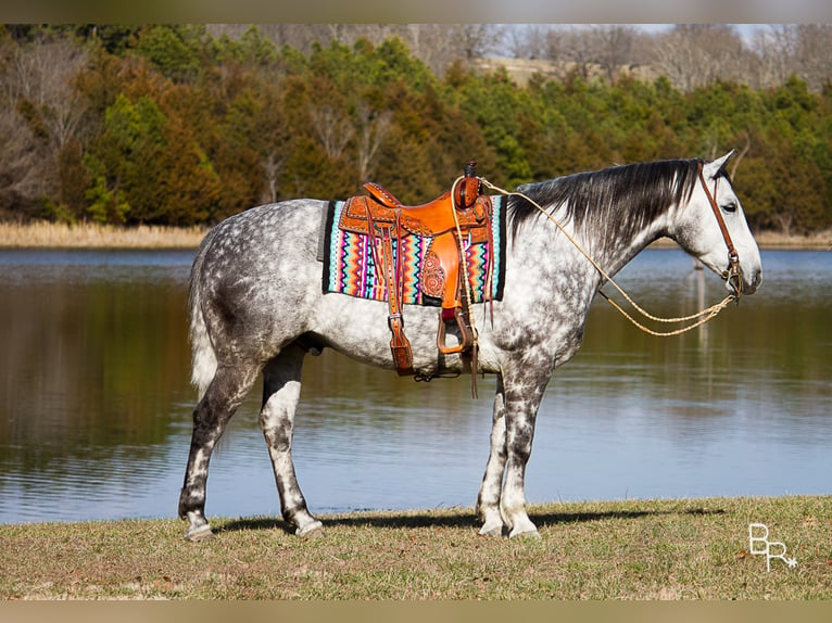 Percherón Caballo castrado 10 años 163 cm Tordo rodado in Mountain Grove MO