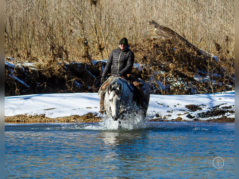 Percherón Caballo castrado 10 años 163 cm Tordo rodado in Mountain Grove MO