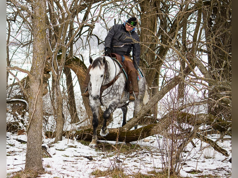 Percherón Caballo castrado 10 años 163 cm Tordo rodado in Mountain Grove MO