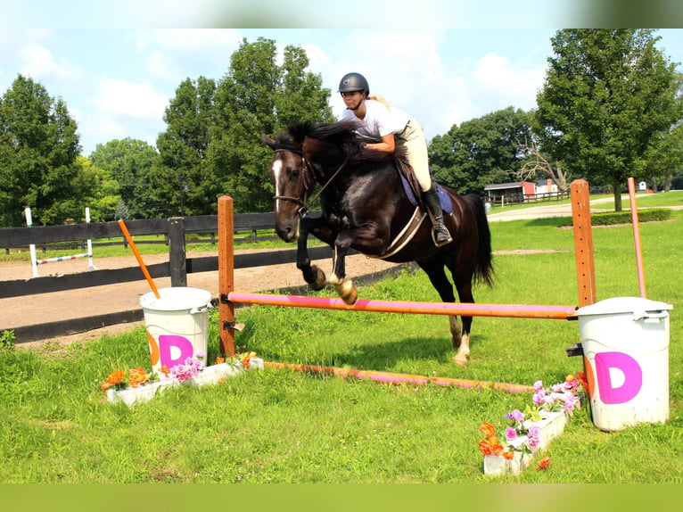 Percherón Caballo castrado 10 años 168 cm Castaño rojizo in Highland MI