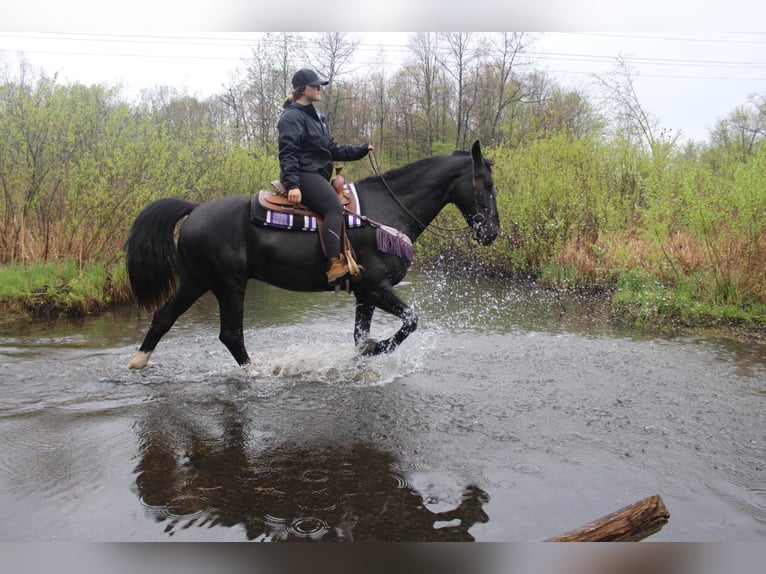 Percherón Caballo castrado 10 años 168 cm Castaño rojizo in Highland MI