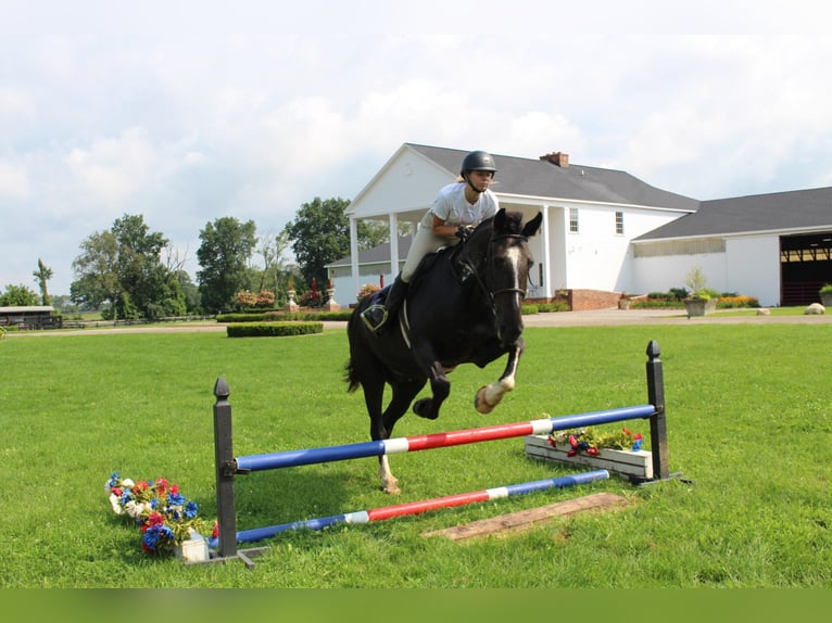 Percherón Caballo castrado 10 años 168 cm Castaño rojizo in Highland MI