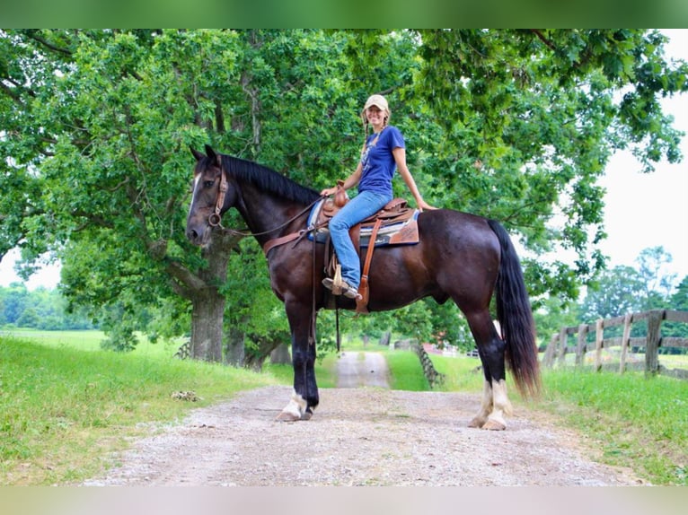 Percherón Caballo castrado 10 años 168 cm Castaño rojizo in Highland MI