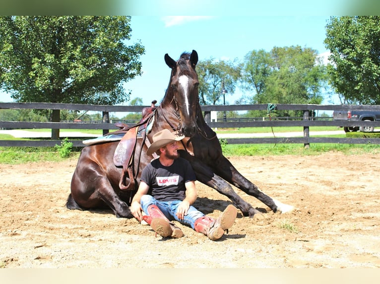 Percherón Caballo castrado 10 años 168 cm Castaño rojizo in Highland MI