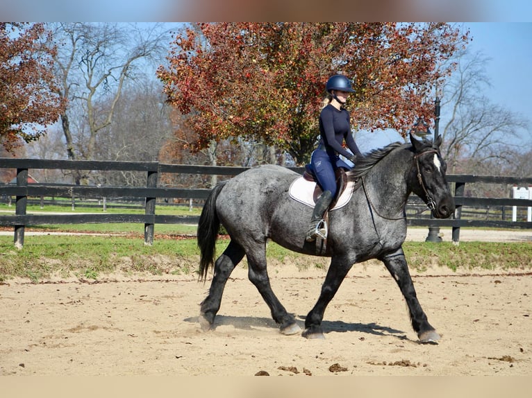 Percherón Caballo castrado 10 años 173 cm Ruano azulado in Highlands MI