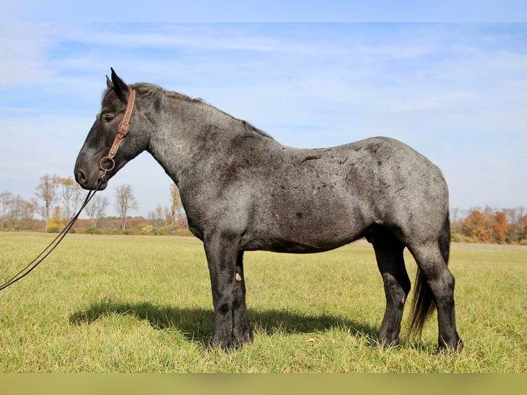 Percherón Caballo castrado 10 años 173 cm Ruano azulado in Highlands MI