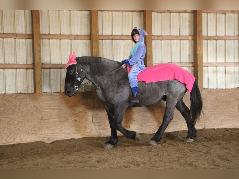 Percherón Caballo castrado 10 años 173 cm Ruano azulado in Highlands MI