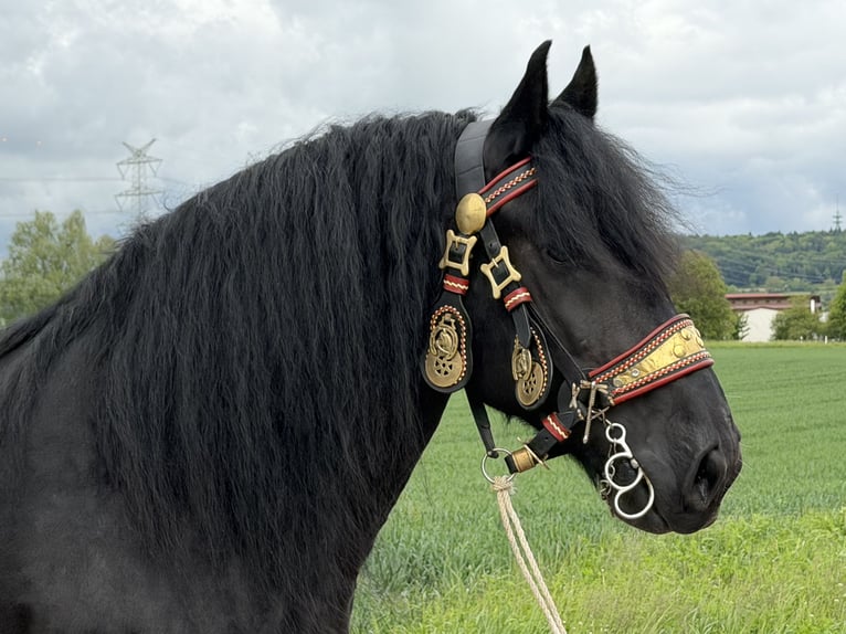 Percherón Caballo castrado 10 años 174 cm Negro in Riedlingen